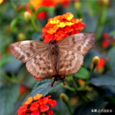 伊朗军力受损但打击有效性提升 据估计多达四分之一的导弹成功突防